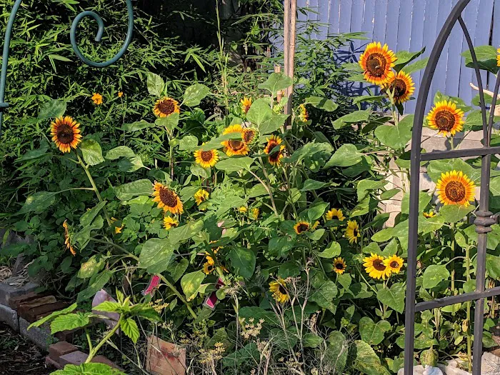 Riverview Community Garden Picture 6