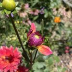Riverview Community Garden