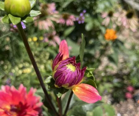 Riverview Community Garden
