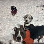 Ogden's End Dog Park
