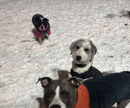Ogden's End Dog Park