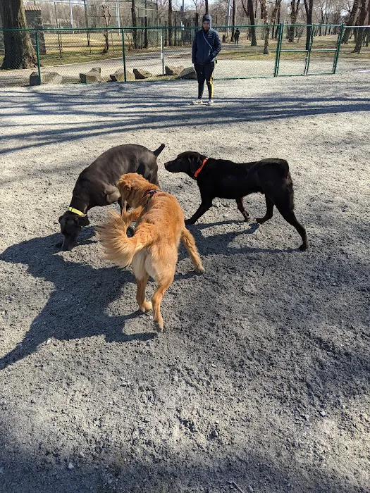 Lincoln Park Dog Run Picture 9