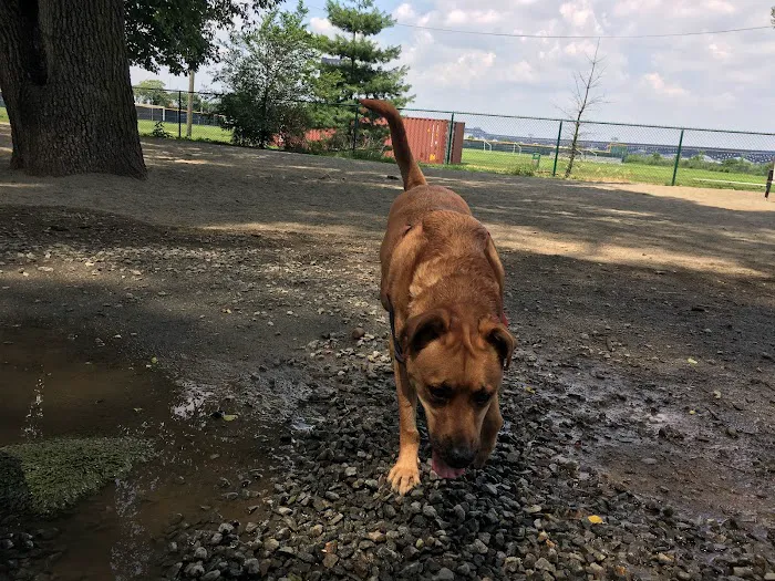 Lincoln Park Dog Run Picture 6