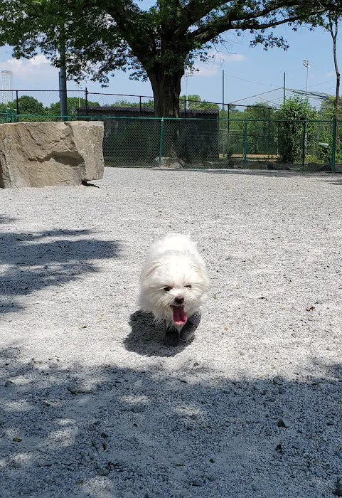 Lincoln Park Dog Run Picture 5