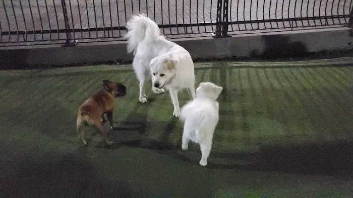 Shipyard Park Dog Park Picture 1