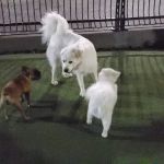 Shipyard Park Dog Park