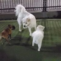 Shipyard Park Dog Park ico
