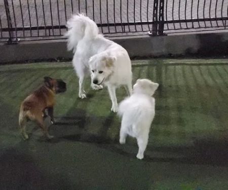 Shipyard Park Dog Park