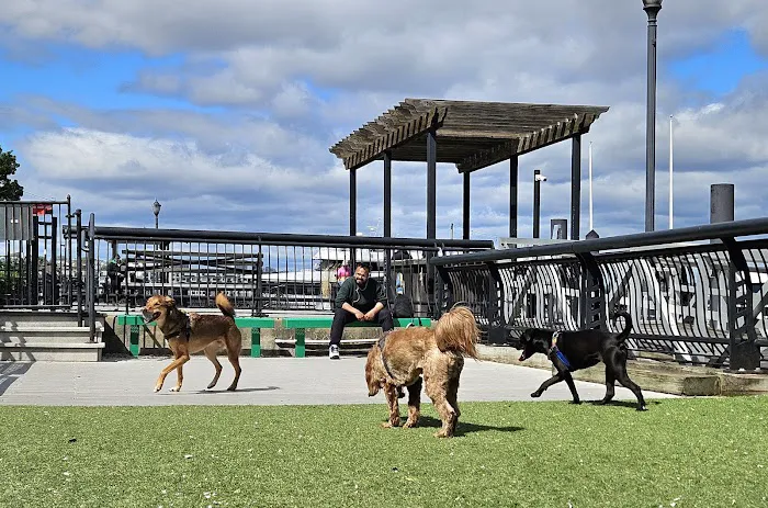 Shipyard Park Dog Park Picture 10