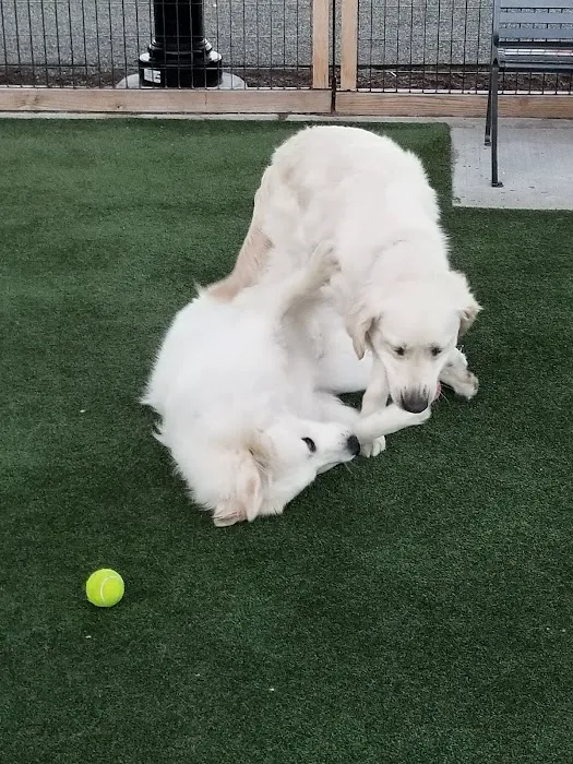 Shipyard Park Dog Park Picture 4
