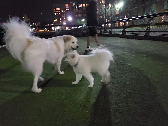Shipyard Park Dog Park Picture 3