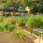 Marjorie J. Laue Community Garden