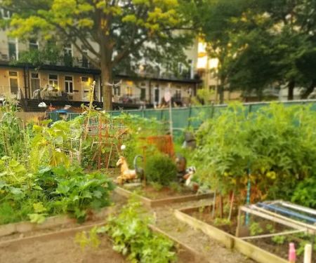 Marjorie J. Laue Community Garden