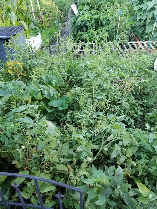 Marjorie J. Laue Community Garden Picture 4