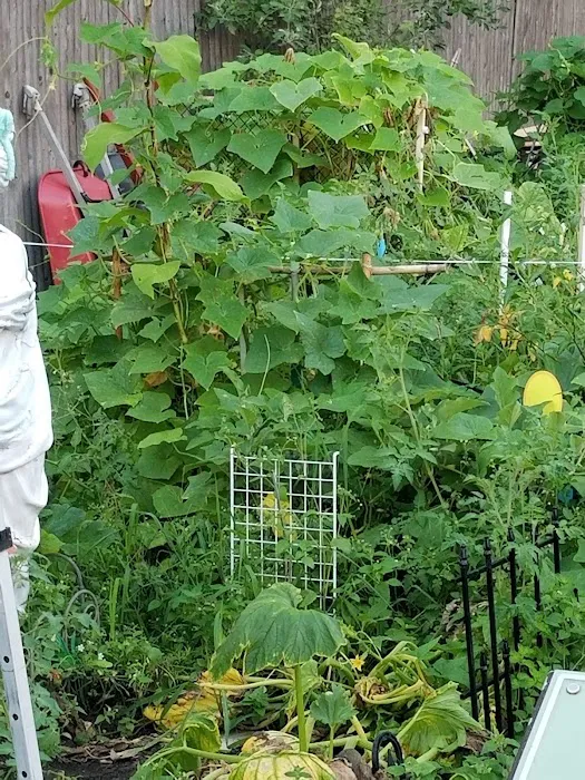 Marjorie J. Laue Community Garden Picture 6