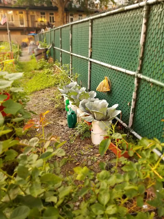 Marjorie J. Laue Community Garden Picture 7