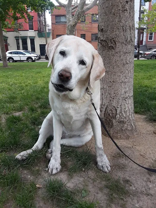 Church Square Park Dog Park Picture 9