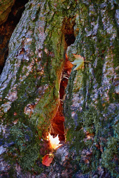 Old Tree In Anderson Park Picture 2