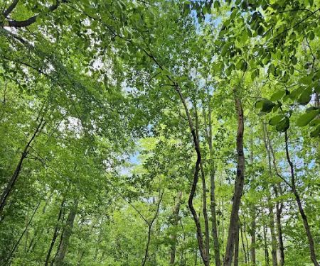 Mills Reservation Lenape trail parking