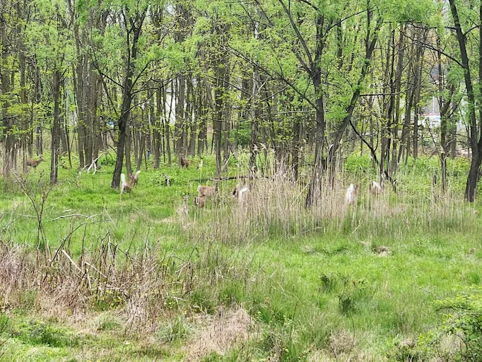 Peckman Preserve Picture 3