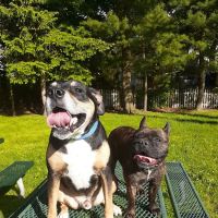 Essex Park ico