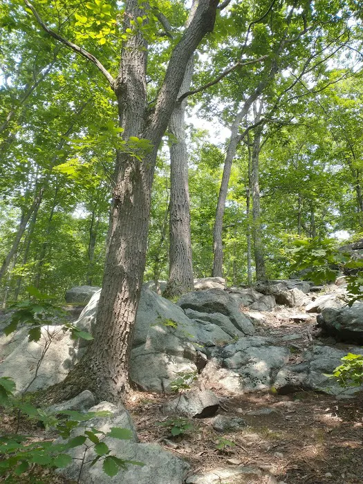 Mountain Top Picture 9