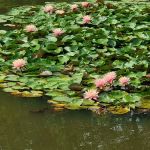 Littell's Pond Park