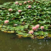 Littell's Pond Park ico
