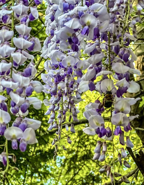 Nippon Garten Picture 6