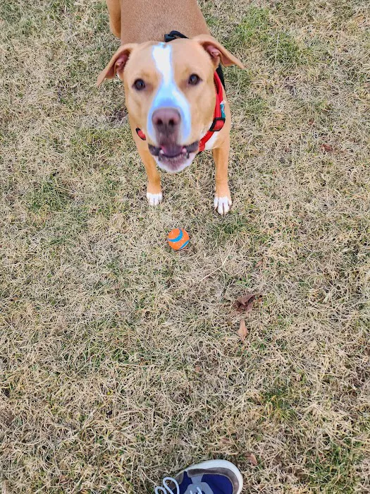 Livingston Dog Park Picture 10
