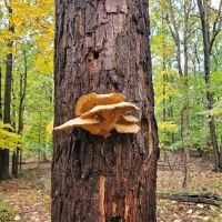 Livingston Dog Park ico