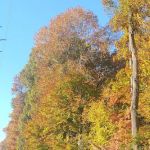 Briarcliff Trail
