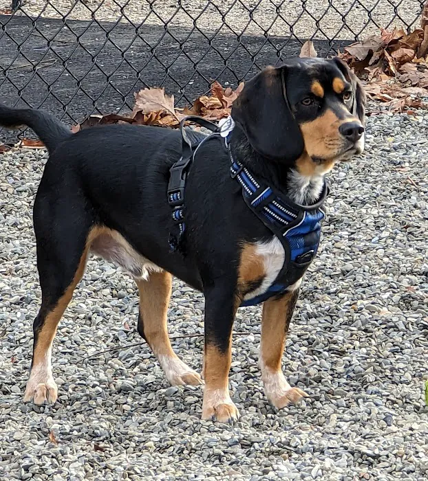 Wanaque Dog Park Picture 2