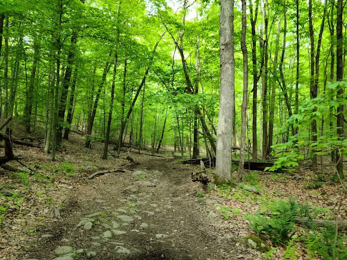 Lake Riconda Trail Picture 6