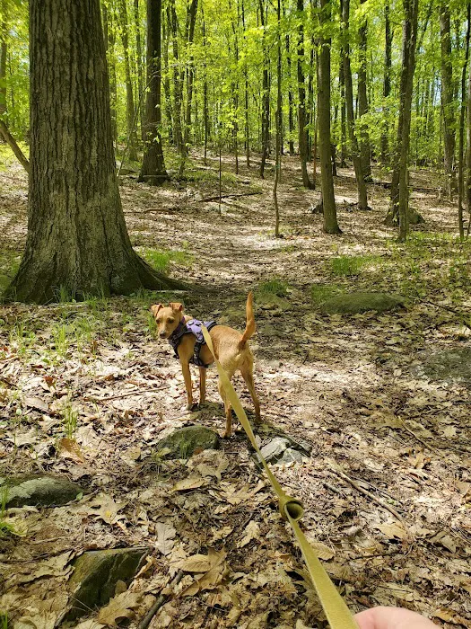 Lake Riconda Trail Picture 10