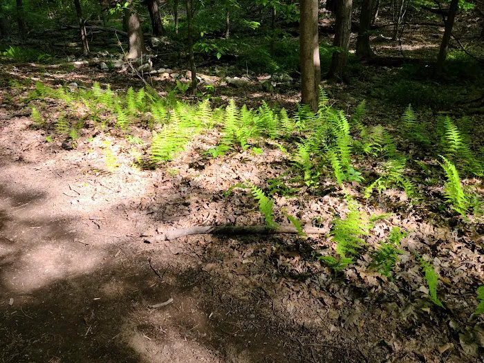 Lake Riconda Trail Picture 7