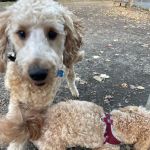 Greenwood Lake Bark Park