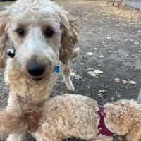 Greenwood Lake Bark Park ico