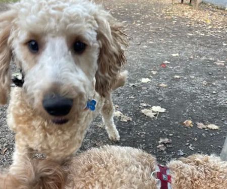 Greenwood Lake Bark Park