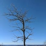 Mount Peter Hawk Watch