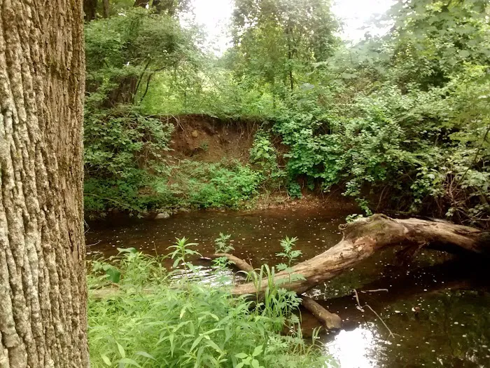 Morsetown Brook Wetland Preserve Picture 7