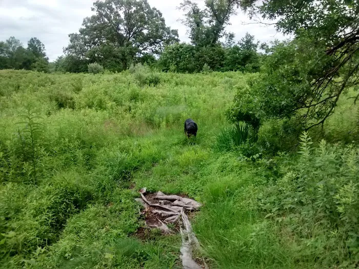 Morsetown Brook Wetland Preserve Picture 3