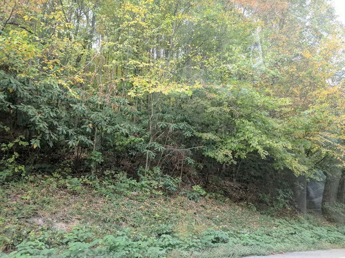 Hope Forest Reserve Picture 1