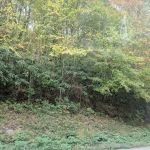 Hope Forest Reserve