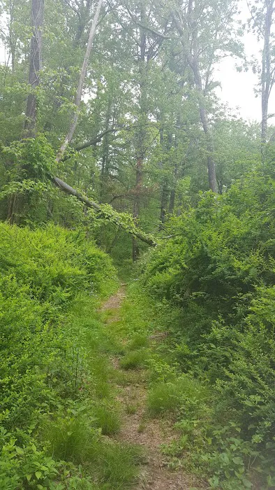 Hope Forest Reserve Picture 5