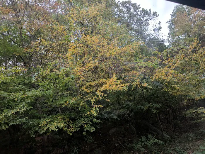 Hope Forest Reserve Picture 2