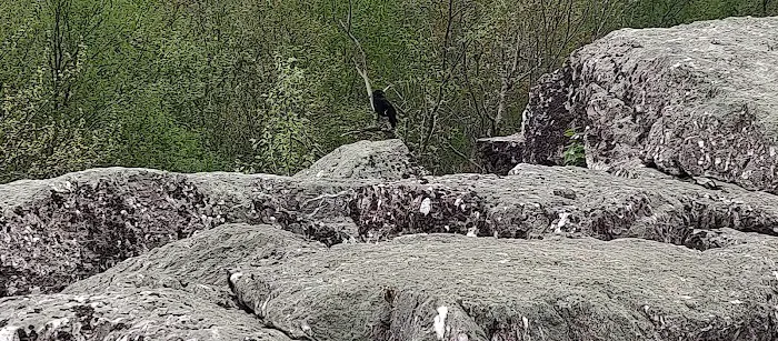 Cat Rocks Picture 8