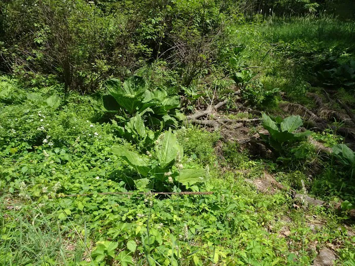 Monroe Town Berry Rd Park Picture 4