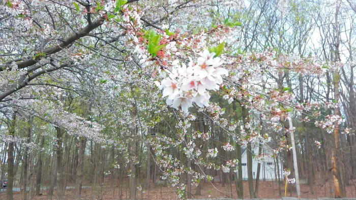 Veterans' Park Picture 6