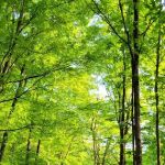 Hubbard Perkins Loop Trail